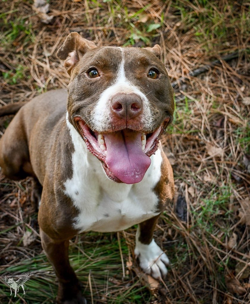 Riblett, an adoptable Pit Bull Terrier in Dallas, GA, 30132 | Photo Image 3