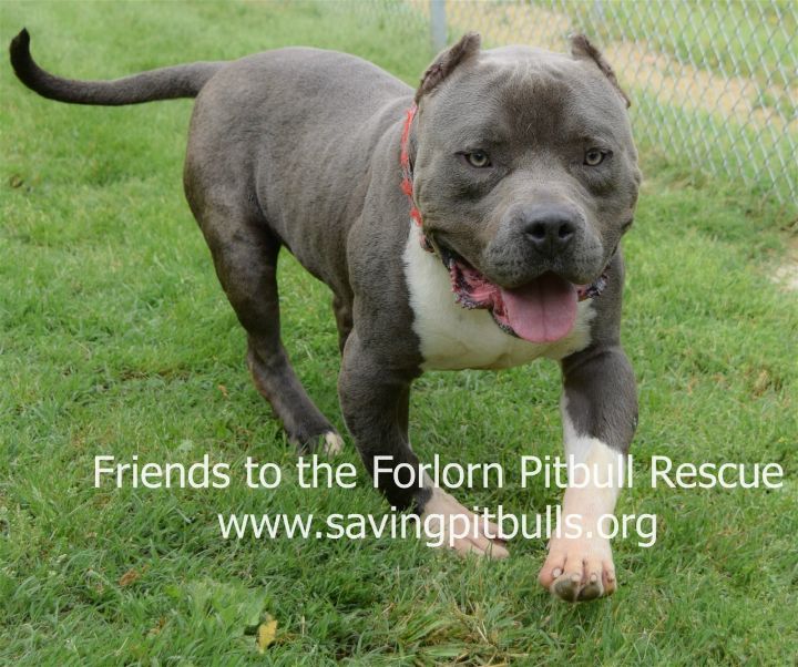 Rubble, an adoptable Pit Bull Terrier in Dallas, GA_image-1