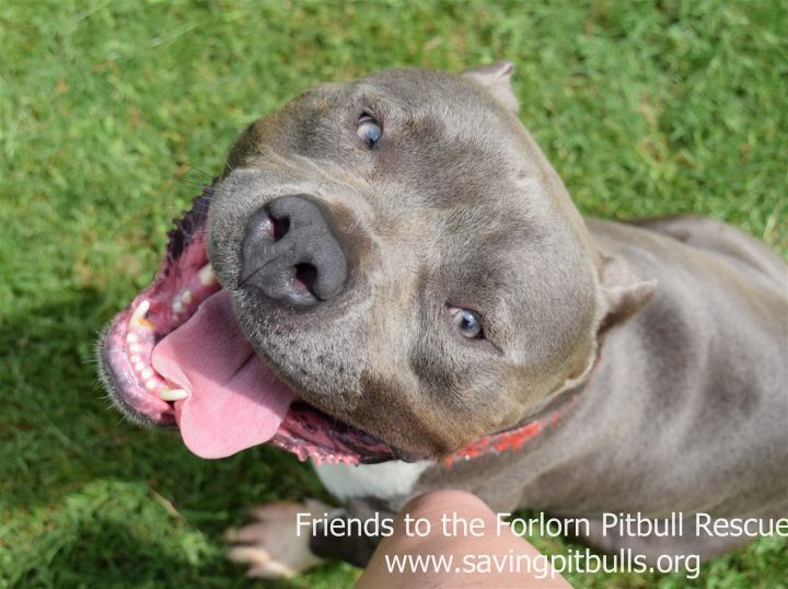 Rubble, an adoptable Pit Bull Terrier in Dallas, GA_image-3