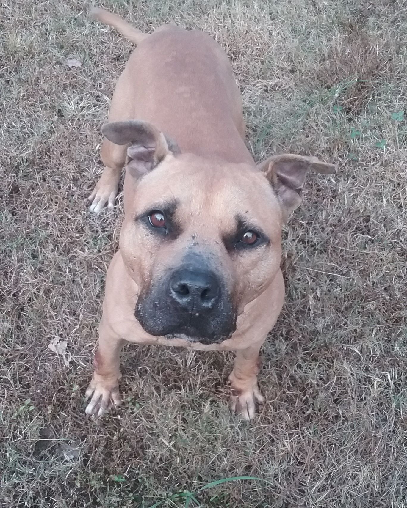 Jigsaw, an adoptable Pit Bull Terrier in Dallas, GA, 30132 | Photo Image 1