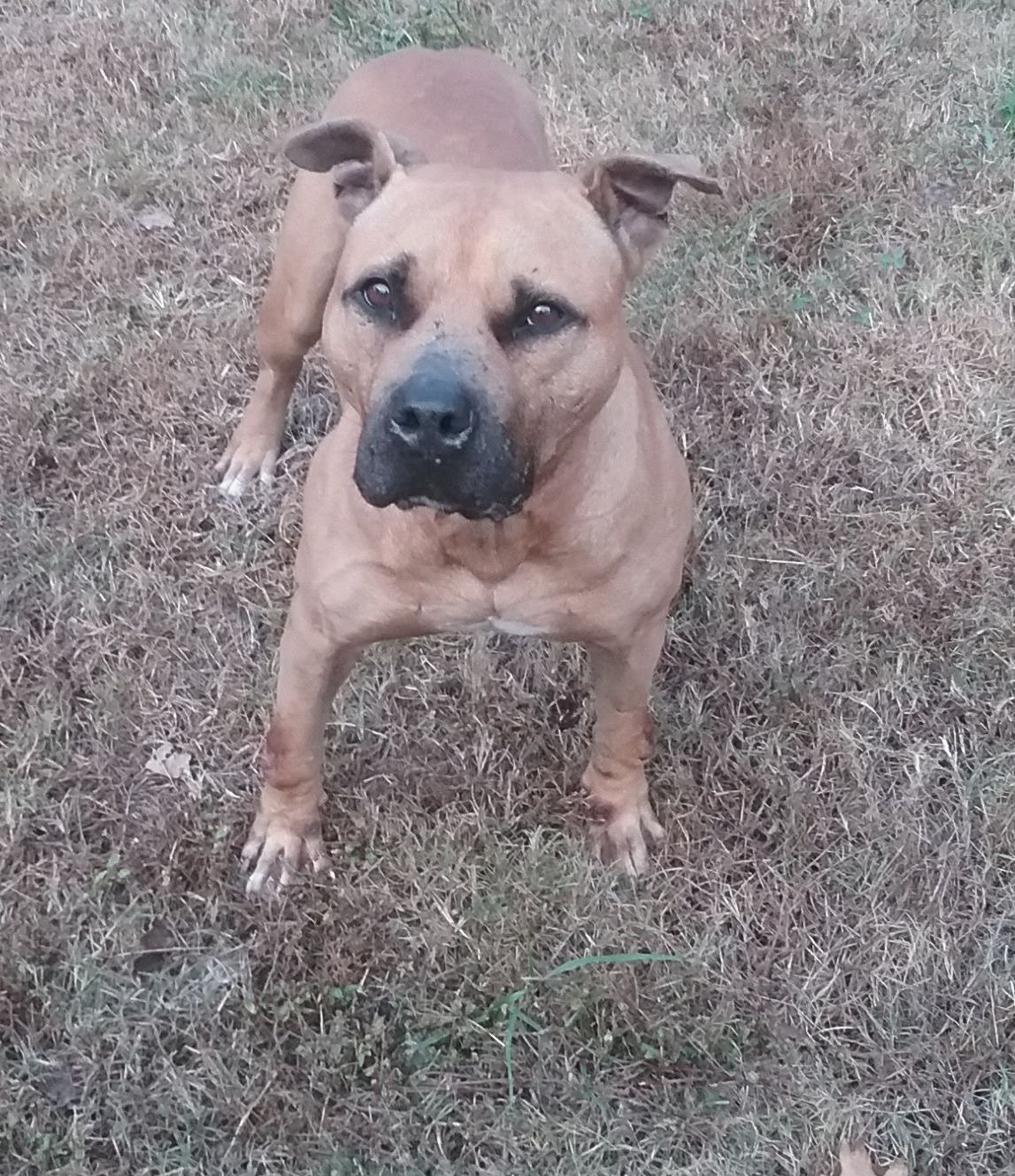 Jigsaw, an adoptable Pit Bull Terrier in Dallas, GA, 30132 | Photo Image 2