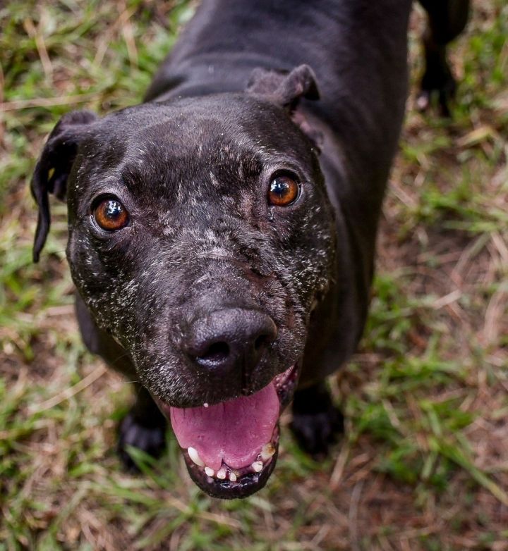 Fabio, an adoptable Pit Bull Terrier in Dallas, GA_image-1