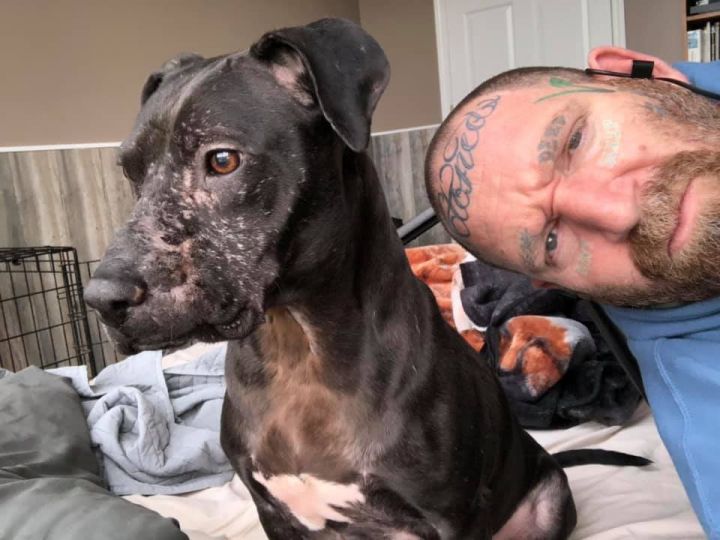 Fabio, an adoptable Pit Bull Terrier in Dallas, GA_image-2