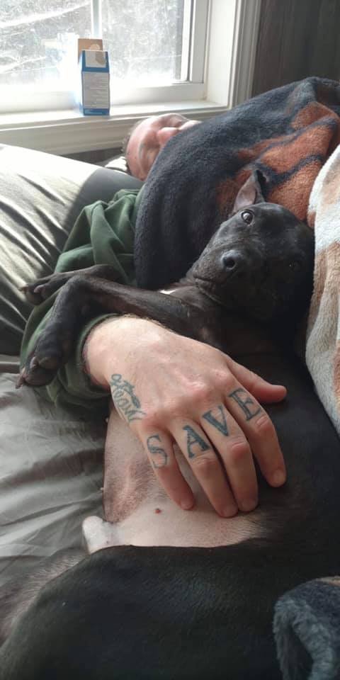 Fabio, an adoptable Pit Bull Terrier in Dallas, GA, 30132 | Photo Image 3