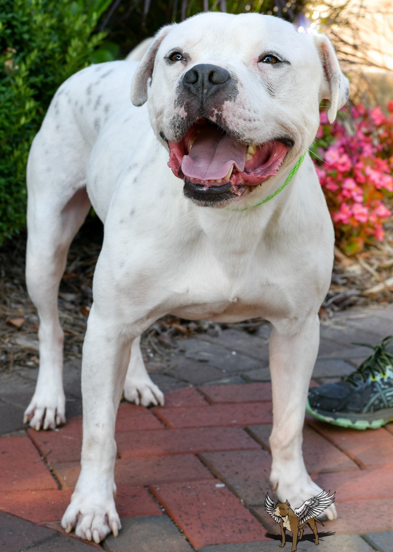 Zeth, an adoptable Pit Bull Terrier in Dallas, GA, 30132 | Photo Image 1