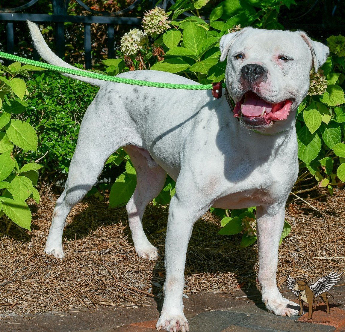 Zeth, an adoptable Pit Bull Terrier in Dallas, GA, 30132 | Photo Image 3