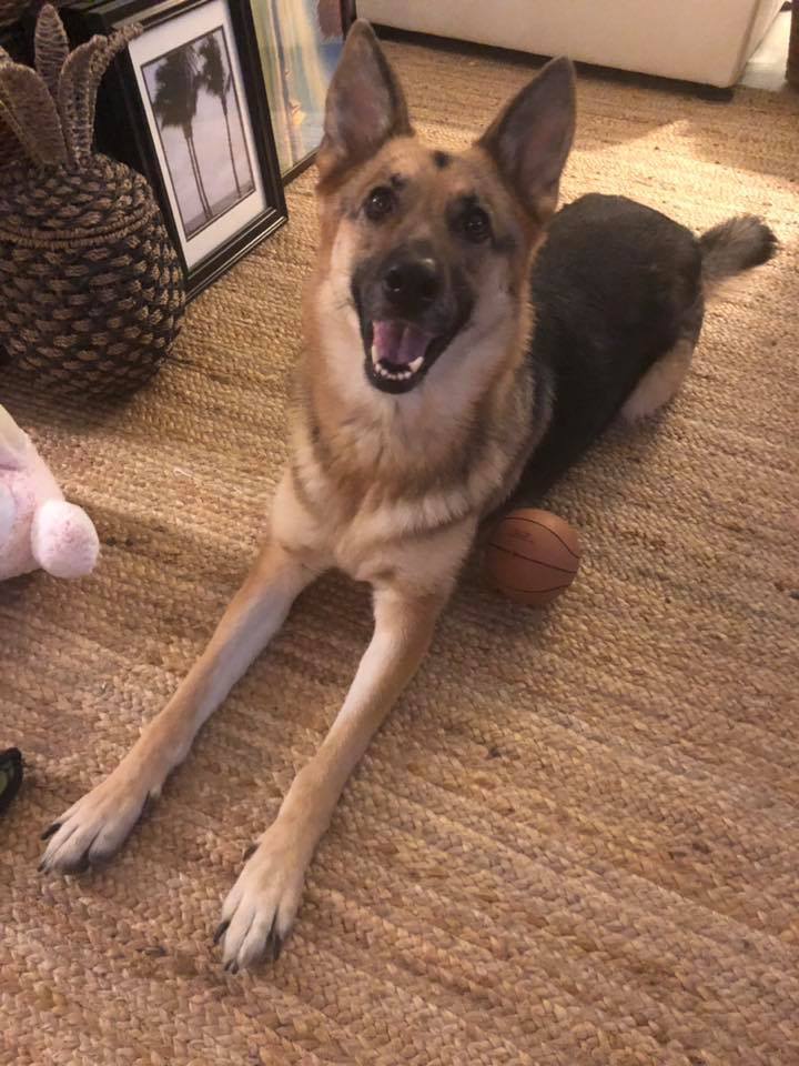 Layla, an adopted German Shepherd Dog in Alexandria, VA_image-3