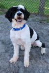 Adopt a Portuguese Water Dog | Dog Breeds | Petfinder