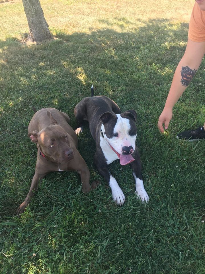 Tyson likes bossy female dogs! 4