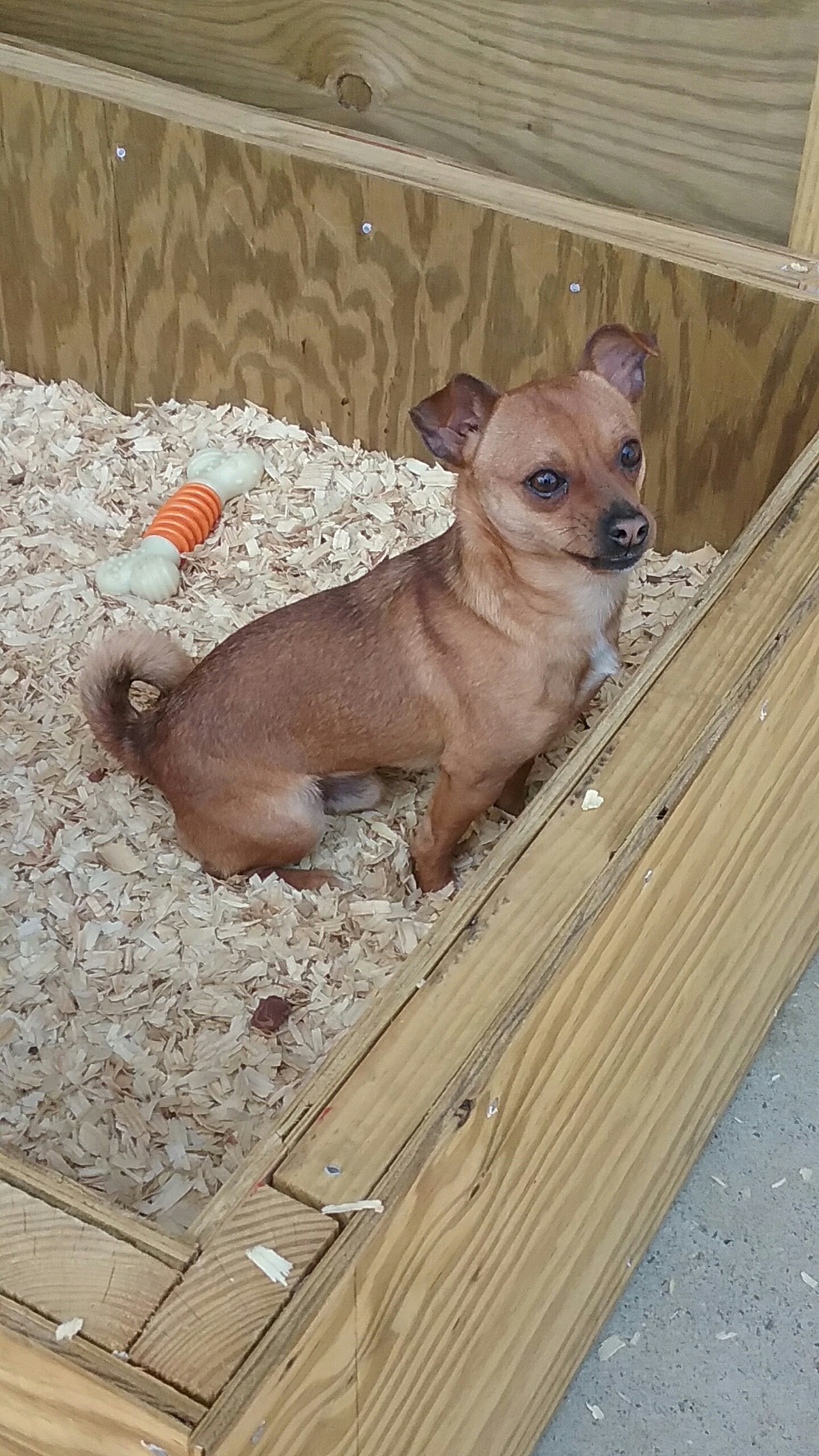 Jaxon and Jade, an adoptable Chihuahua in Westminster, SC, 29693 | Photo Image 2