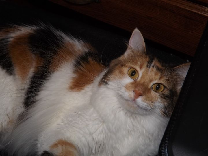 Cat For Adoption Maggie Mae A Maine Coon Calico Mix In Simms Tx Petfinder