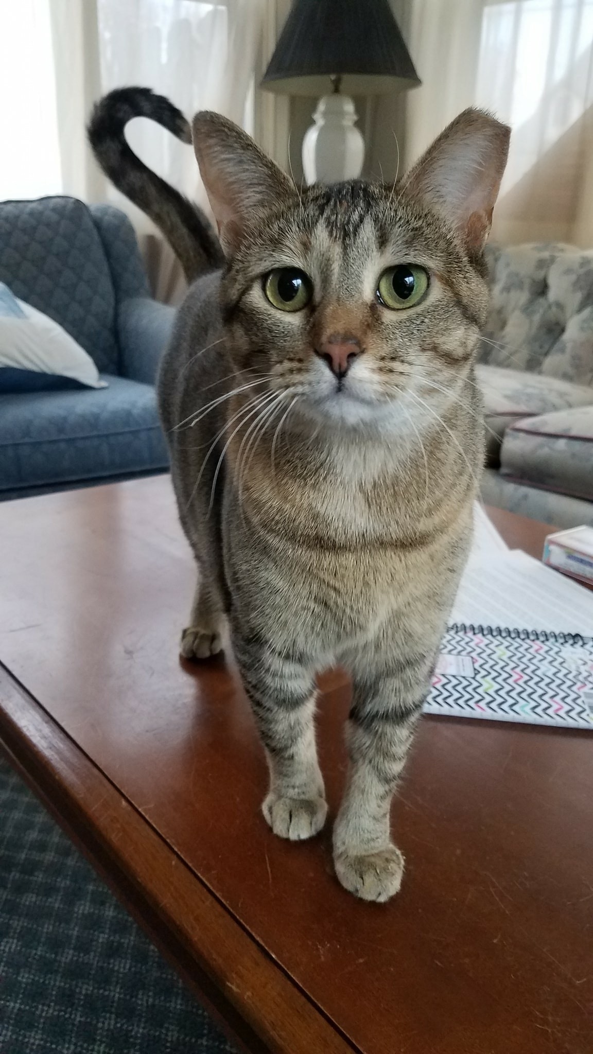 Fergie, an adoptable Domestic Short Hair, Tabby in Blaine, MN, 55434 | Photo Image 2