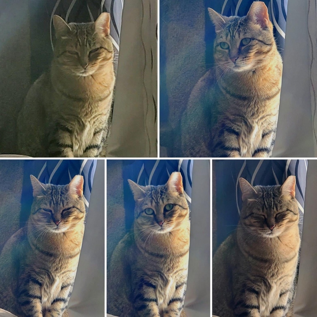 Fergie, an adoptable Domestic Short Hair, Tabby in Blaine, MN, 55434 | Photo Image 3