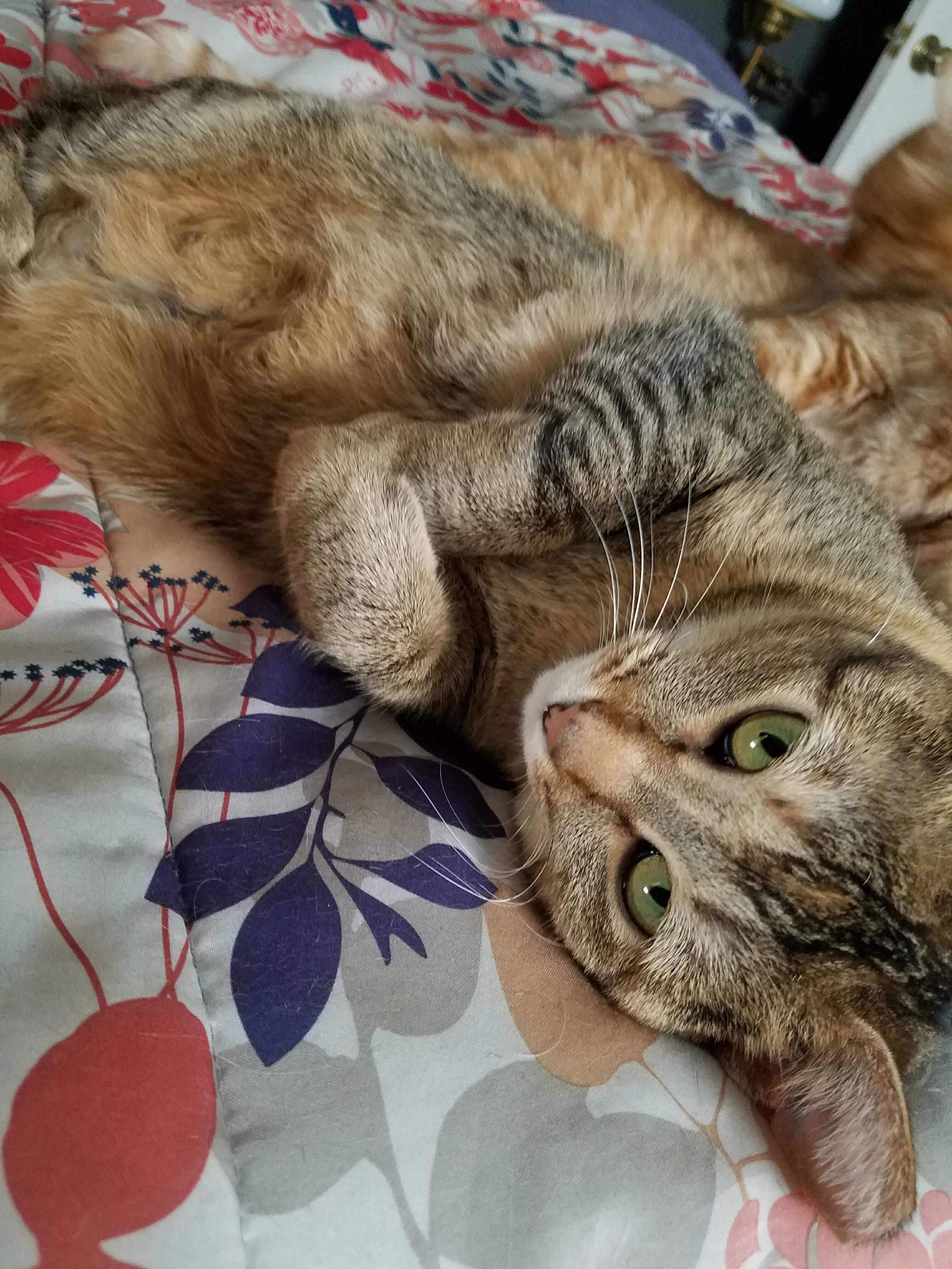 Fergie, an adoptable Domestic Short Hair, Tabby in Blaine, MN, 55434 | Photo Image 4