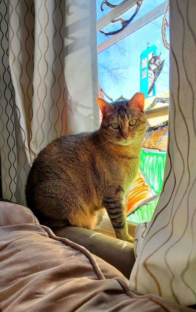 Fergie, an adoptable Domestic Short Hair, Tabby in Blaine, MN, 55434 | Photo Image 1