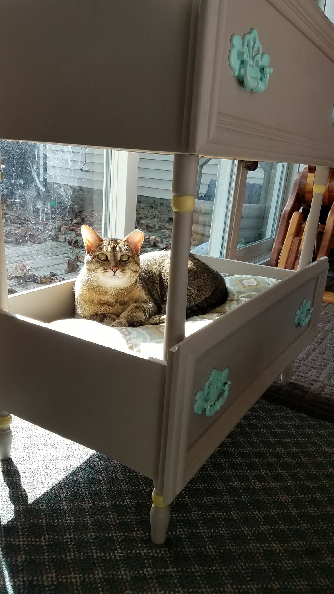 Fergie, an adoptable Domestic Short Hair, Tabby in Blaine, MN, 55434 | Photo Image 5