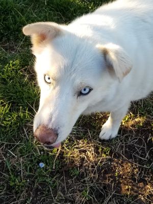 Old Blue Eyes - Frank