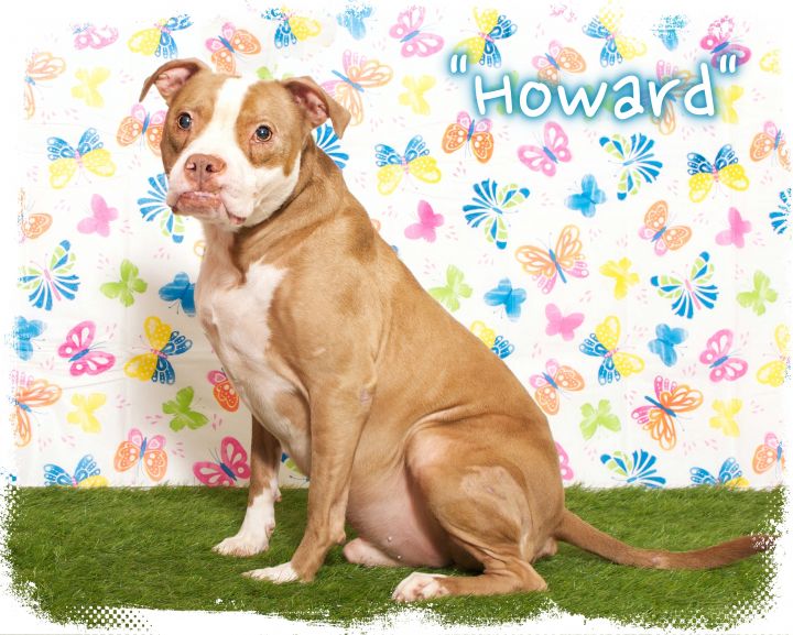 Howard 1