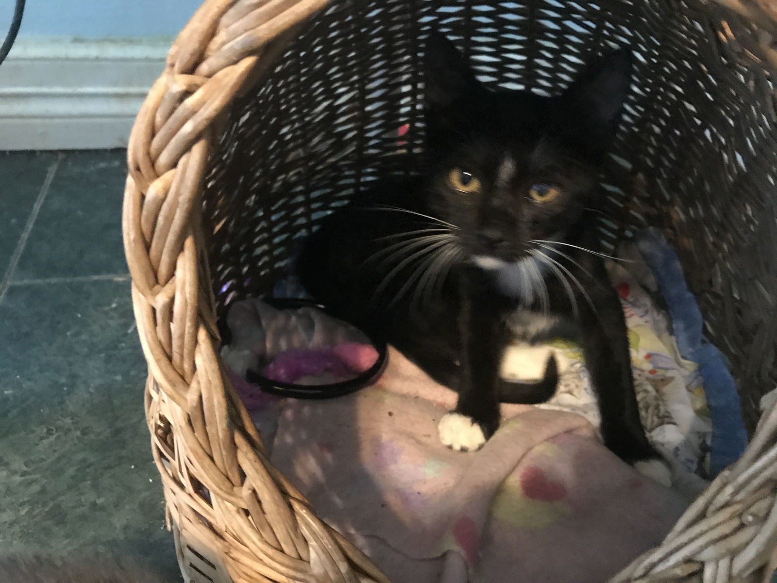 ROXIE, an adoptable Tuxedo, Domestic Short Hair in Cypress, TX, 77433 | Photo Image 1