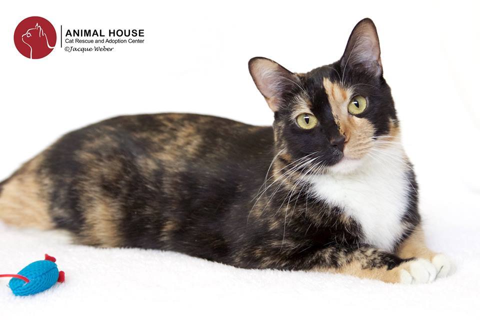 Calliope, an adoptable American Shorthair in St. Louis, MO, 63110 | Photo Image 1