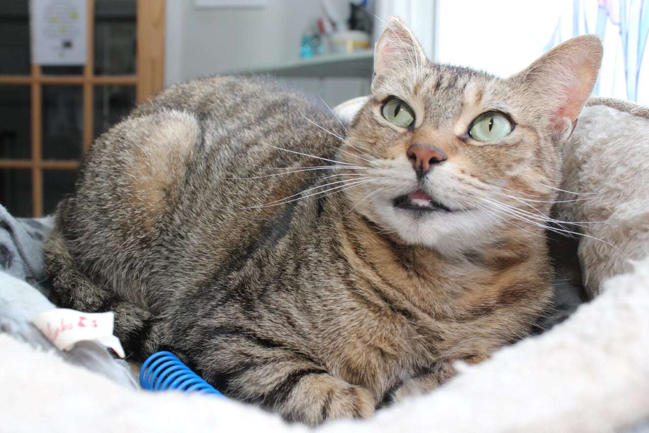 Zoe - Sponsored by Andrea D. (Walli), an adoptable Domestic Short Hair in Markham, ON, L3R 9A8 | Photo Image 2