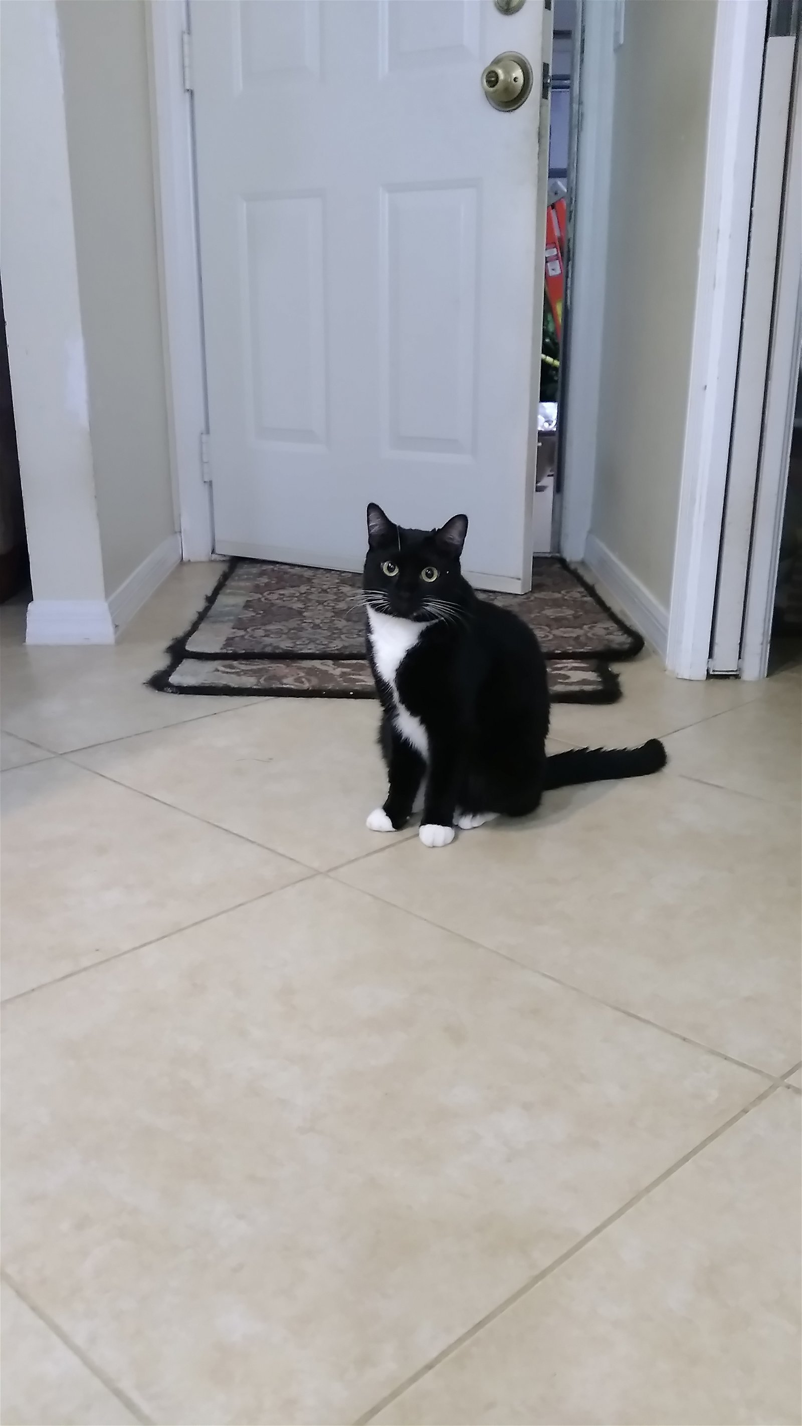 Jade, an adoptable Tuxedo, Domestic Short Hair in Fort Myers, FL, 33906 | Photo Image 1