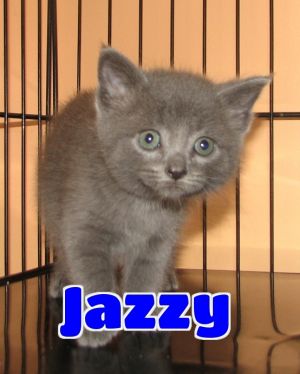 #4396 Jazzy - sponsored