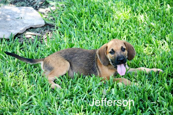 Jefferson (Rosie’s pups)