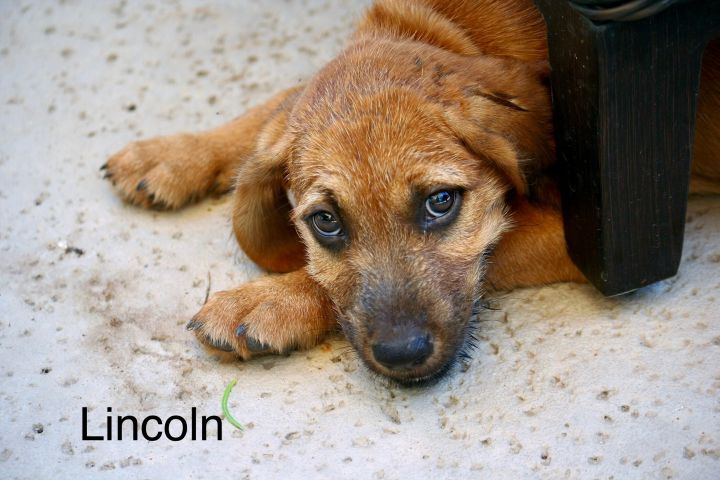 Lincoln (one of Rosie’s pups) 1