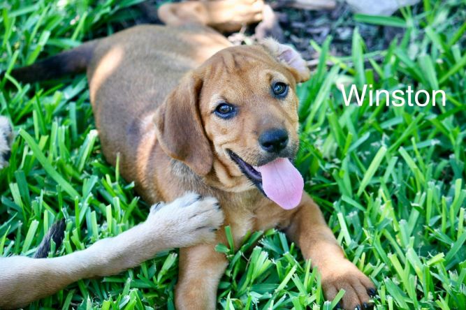 Winston (one of Rosie’s pups)