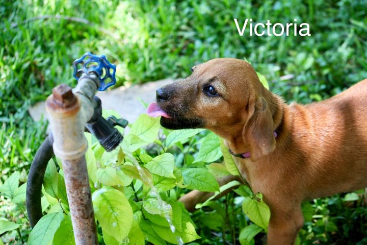 Victoria (one of Rosie’s pups) 1