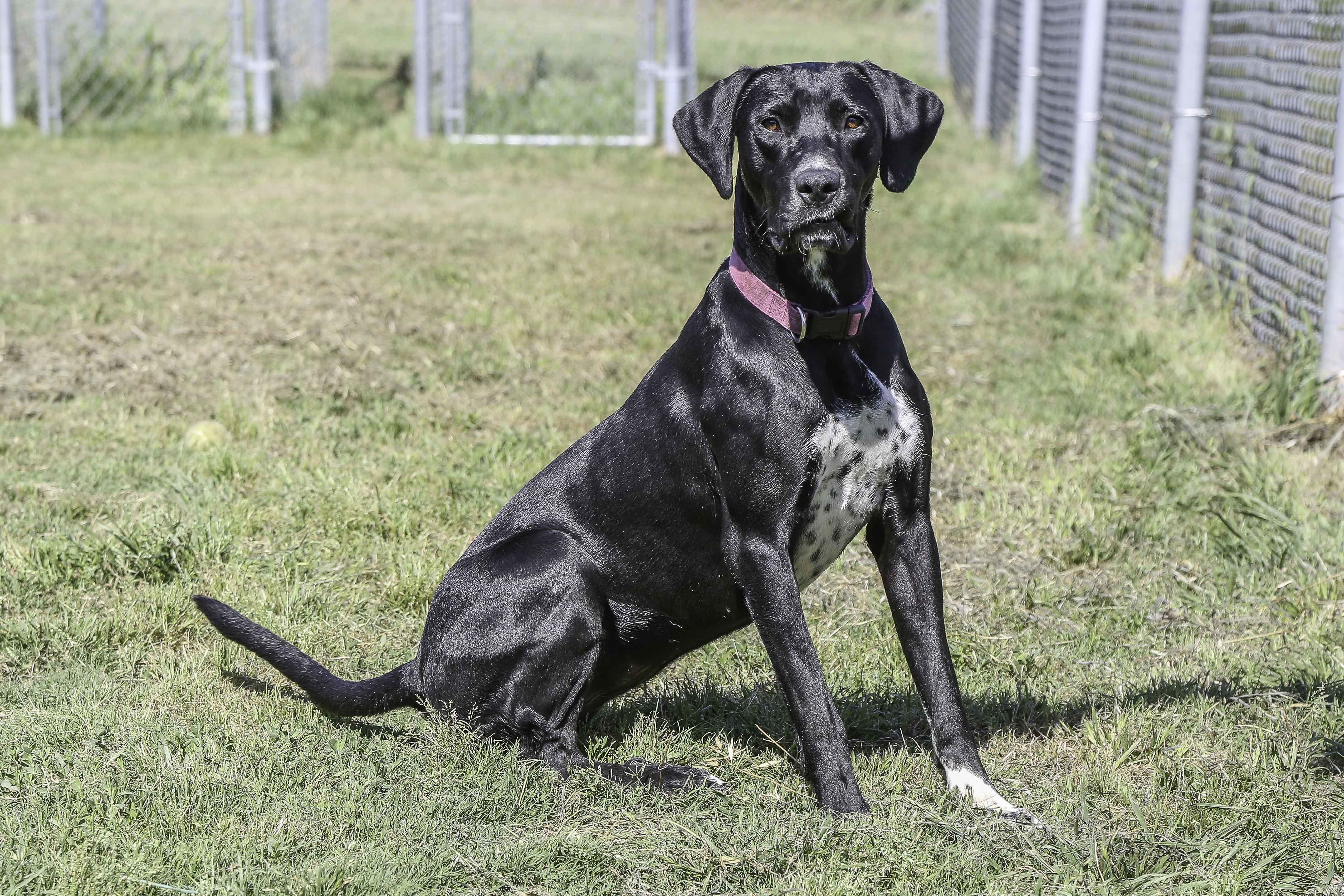 Zoey, an adoptable Great Dane, Labrador Retriever in Collinsville, OK, 74021 | Photo Image 2