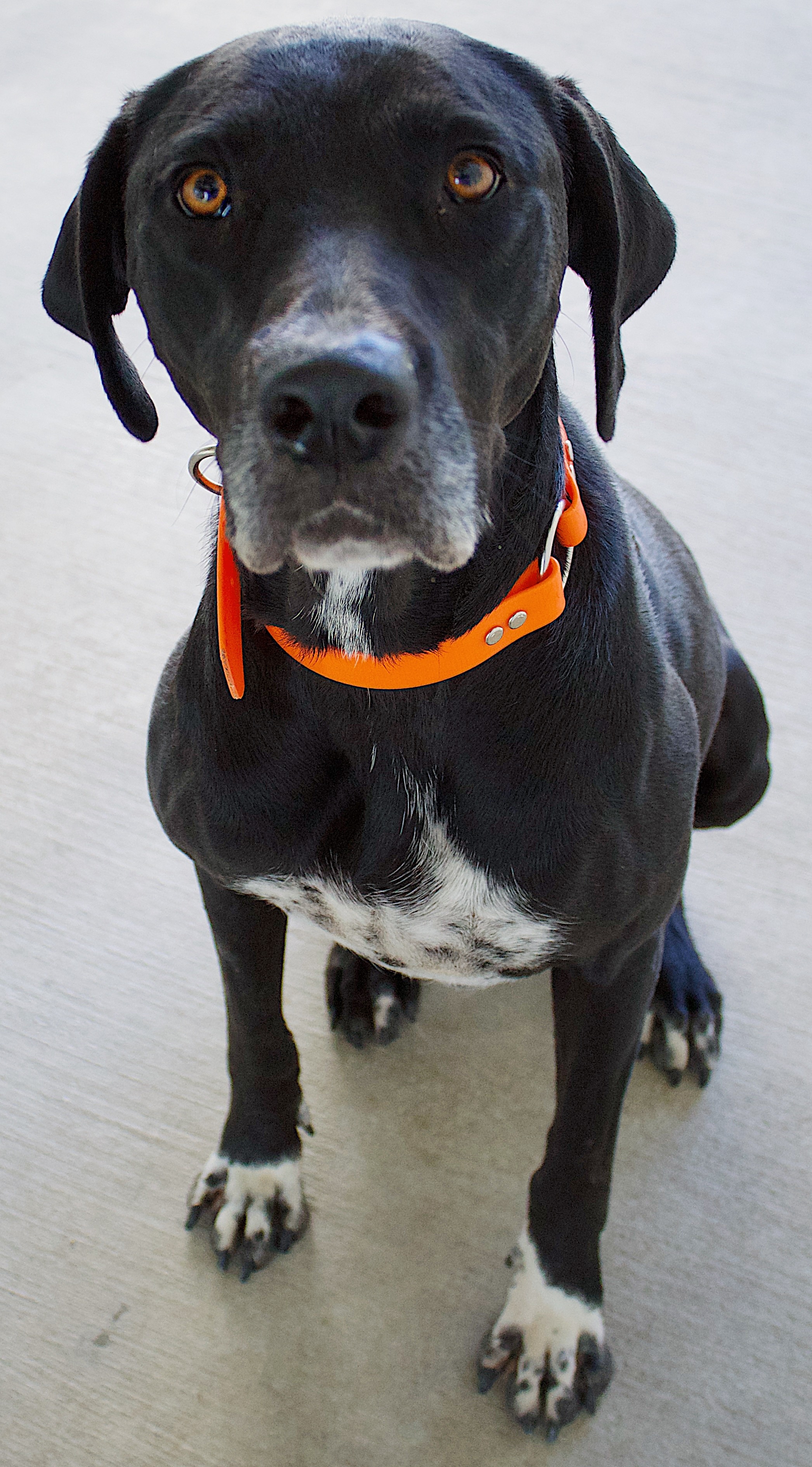 Zoey, an adoptable Great Dane, Labrador Retriever in Collinsville, OK, 74021 | Photo Image 1