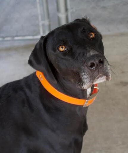 Zoey, an adoptable Great Dane, Labrador Retriever in Collinsville, OK, 74021 | Photo Image 3