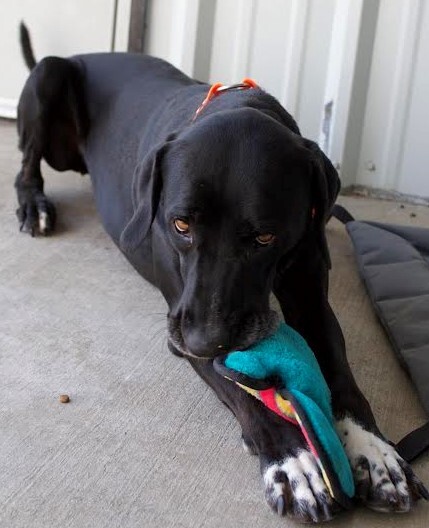 Zoey, an adoptable Great Dane, Labrador Retriever in Collinsville, OK, 74021 | Photo Image 4