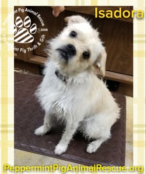 Isadora ADOPTION PENDING