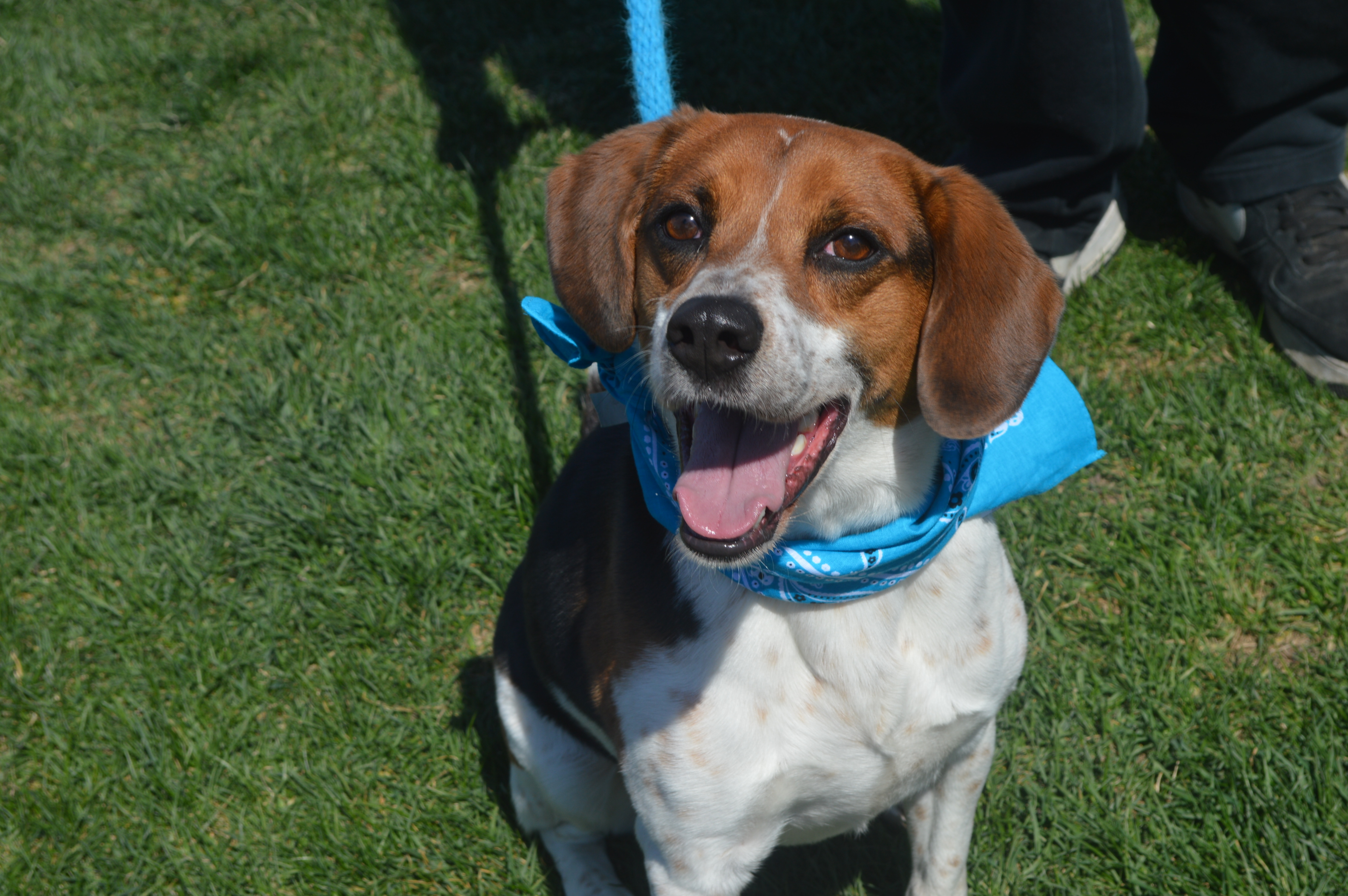 KB, an adoptable Beagle in Mokena, IL, 60448 | Photo Image 2