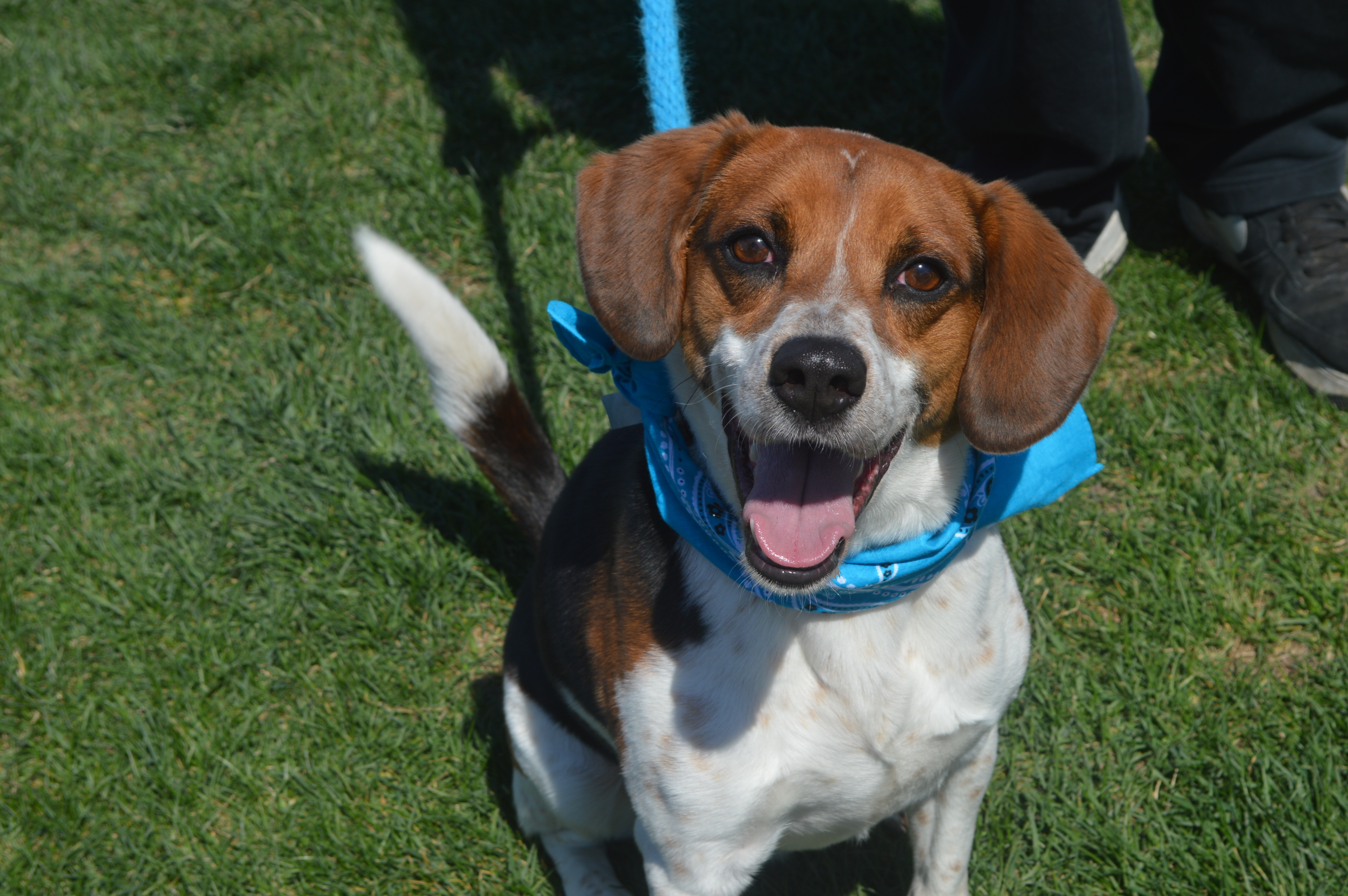KB, an adoptable Beagle in Mokena, IL, 60448 | Photo Image 3
