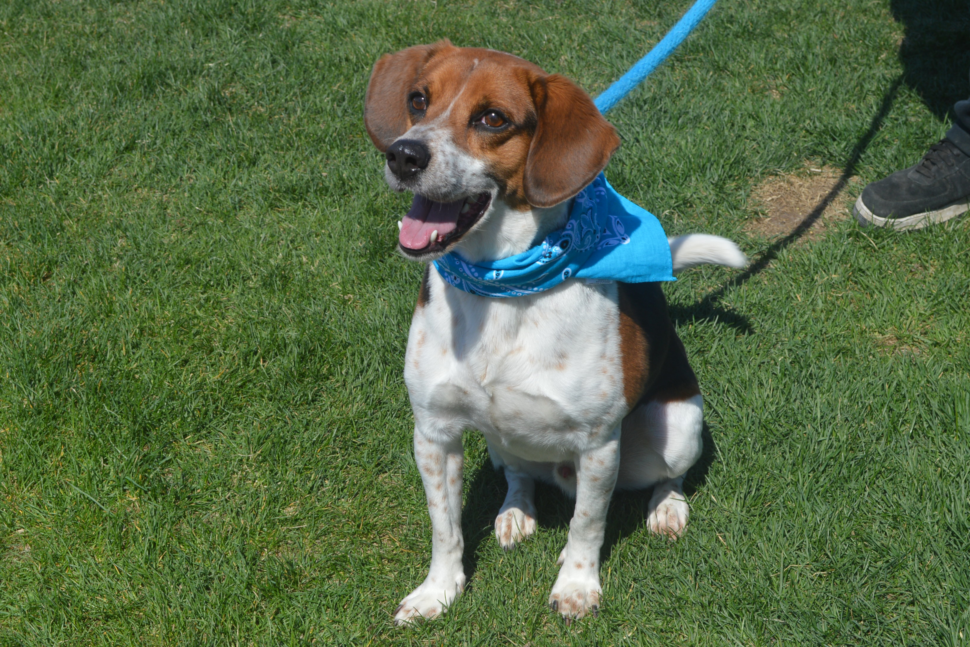 KB, an adoptable Beagle in Mokena, IL, 60448 | Photo Image 1