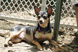 Dog For Adoption Pepe A Miniature Pinscher Chihuahua Mix In Hazelwood Mo Petfinder