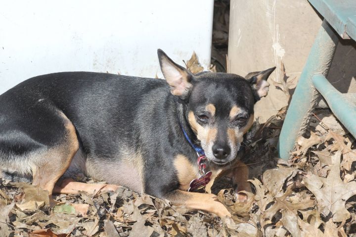 Dog For Adoption Pepe A Miniature Pinscher Chihuahua Mix In Hazelwood Mo Petfinder