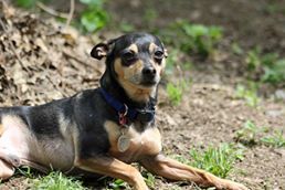 Dog For Adoption Pepe A Miniature Pinscher Chihuahua Mix In Hazelwood Mo Petfinder