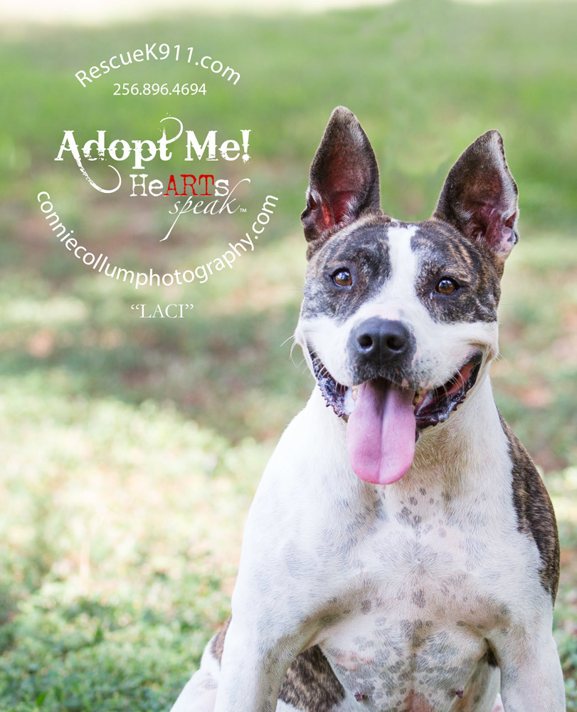 Lacey, an adoptable American Staffordshire Terrier in Camp Hill, AL, 36850 | Photo Image 1