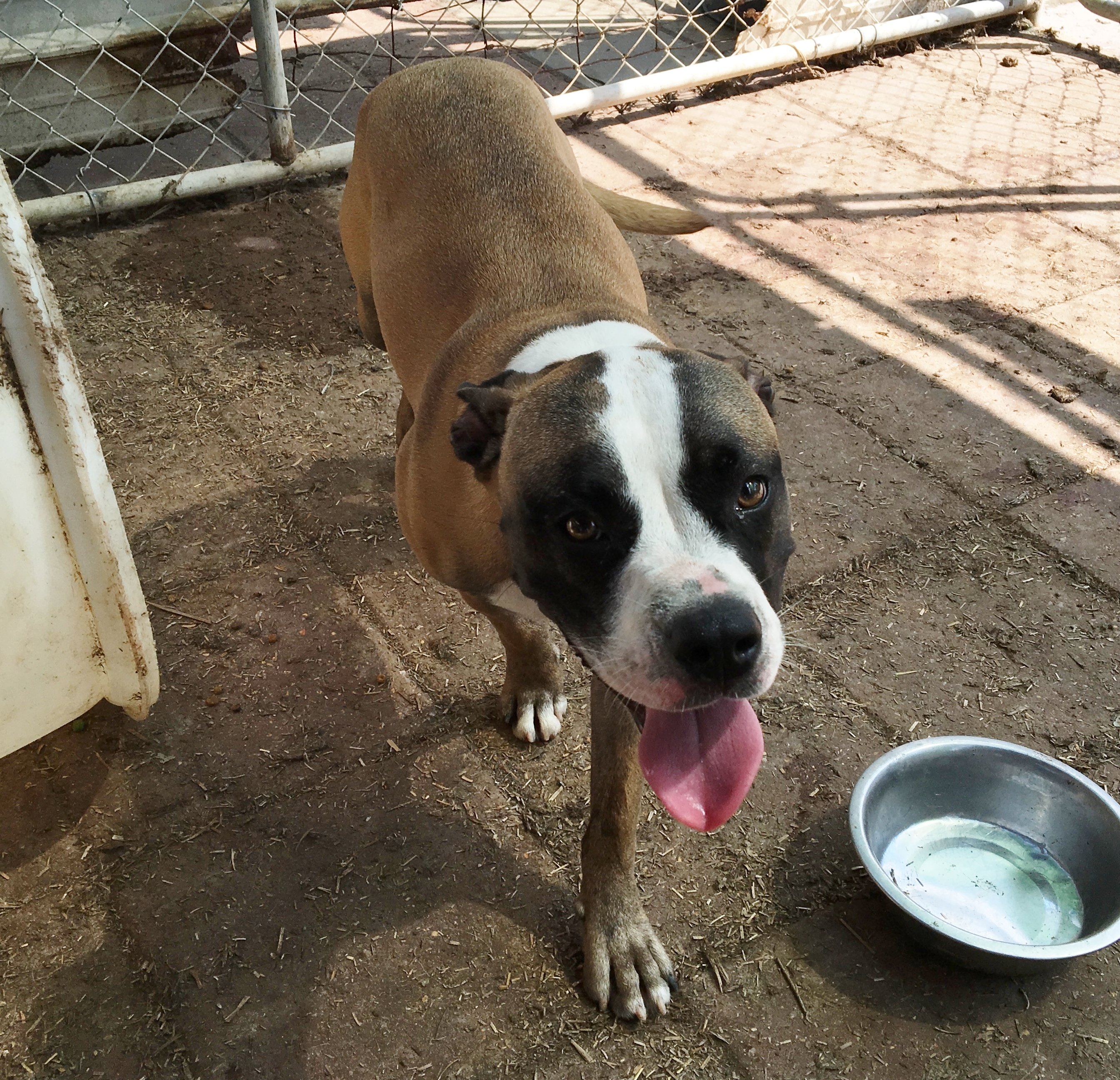 Mitzi, an adoptable American Staffordshire Terrier in Boaz, AL, 35957 | Photo Image 3