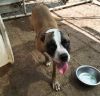 Mitzi photo 3
