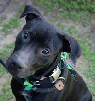 Preston, an adoptable Mixed Breed in Georgetown, TX, 78626 | Photo Image 2