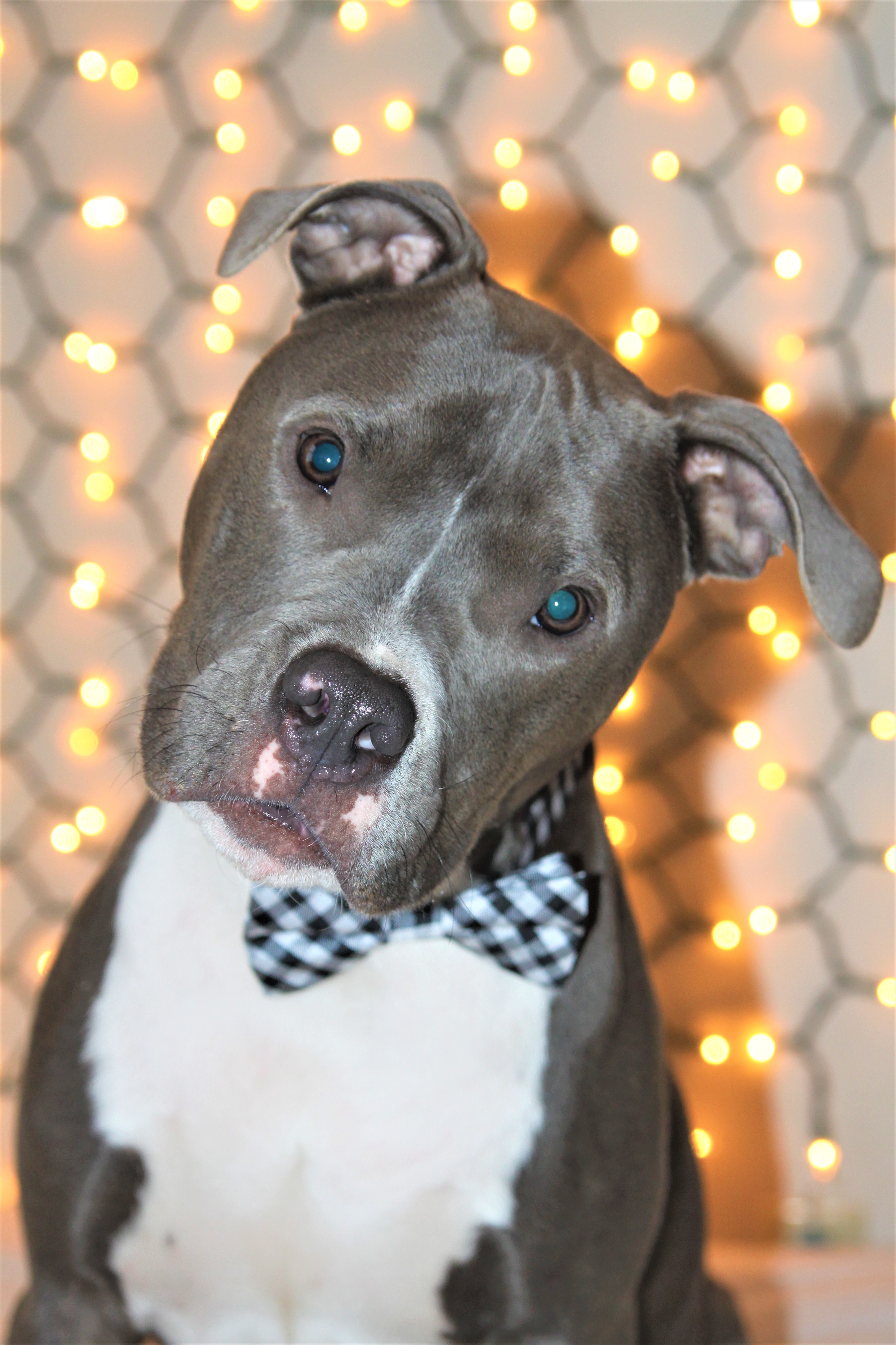 Dog for adoption - Hosmer, a Pit Bull Terrier Mix in ...