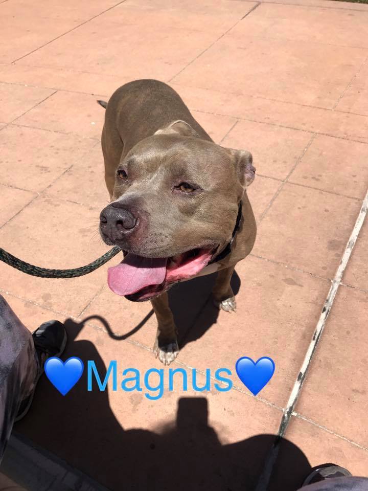 Magnus 2
