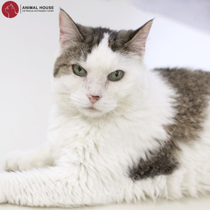 Summer, an adoptable Domestic Short Hair in St. Louis, MO_image-1