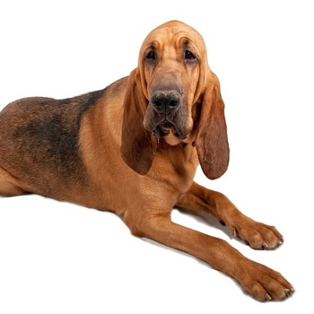Curious George, an adopted Bloodhound in Aurora, CO_image-3